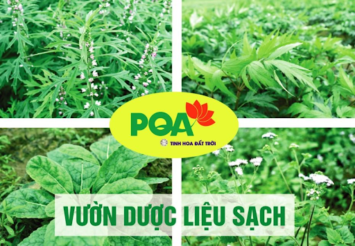 Sứ mệnh "Chữa bệnh chữa vào gốc" của Dược phẩm PQA